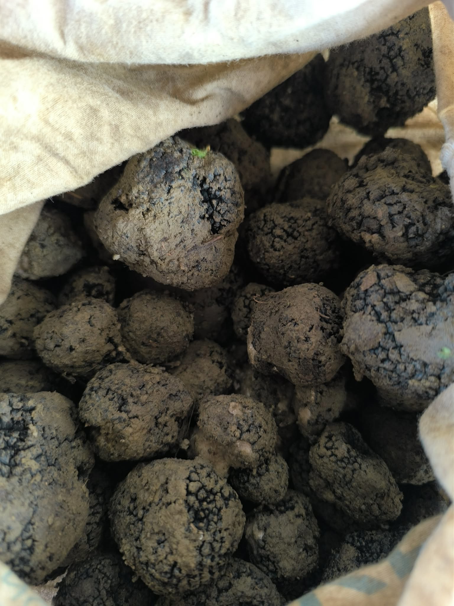 Black Truffle