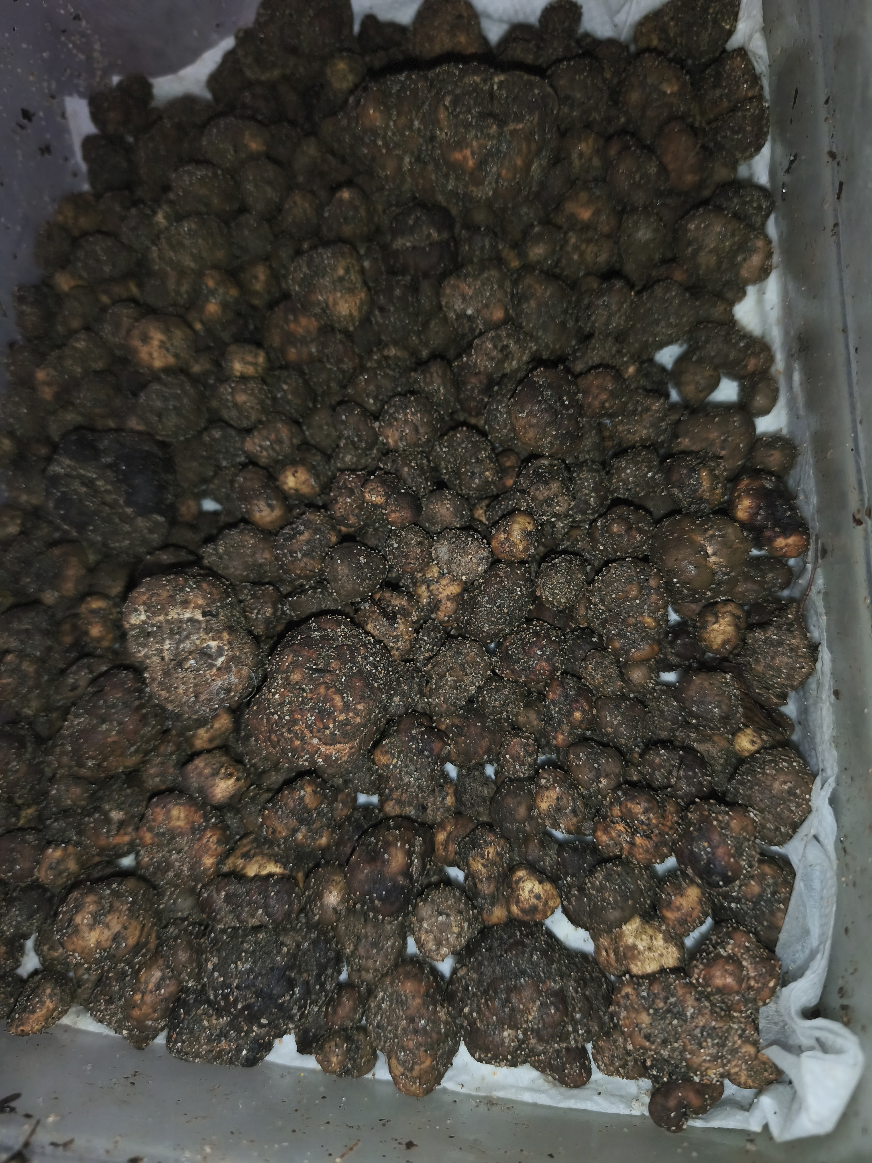 Tuber borchii